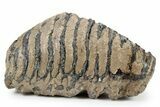 Southern Mammoth Upper M Molar - Hungary #357048-2